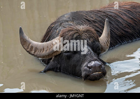 Domestico di acqua asiatici buffalo (Bubalus arnee) la balneazione nel fiume, nativo di Asia e la Cina Foto Stock