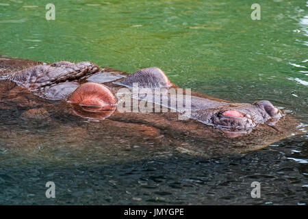 Sommerso di ippopotamo comune / Ippona (Hippopotamus amphibius) affiorante di respirare attraverso narici esposta in acqua di fiume Foto Stock