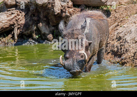 Warthog comune (Phacochoerus africanus) con grandi zanne tenendo il bagno di fango in stagno Foto Stock