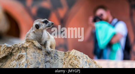 Visitatore di scattare foto con la fotocamera di meerkat / suricate (Suricata suricatta) nel contenitore allo zoo Foto Stock