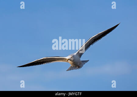 Grande nero-backed gull / superiore nero-backed gull (Larus marinus) in volo contro il cielo blu Foto Stock