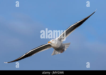 Grande nero-backed gull / superiore nero-backed gull (Larus marinus) in volo contro il cielo blu Foto Stock