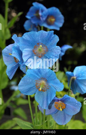 Himalayana di papavero blu - fertile meconopsis 'Lingholm" varietà, fioritura in un inglese Woodland Garden a metà estate (giugno), Regno Unito Foto Stock