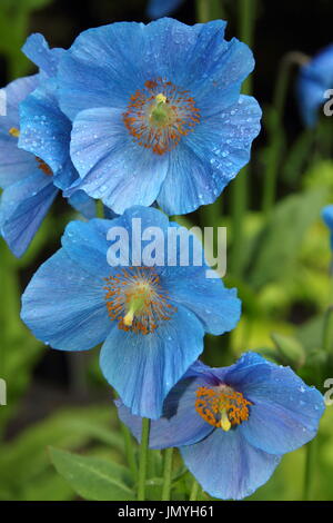 Himalayana di papavero blu - fertile meconopsis 'Lingholm" varietà, fioritura in un inglese Woodland Garden a metà estate (giugno), Regno Unito Foto Stock