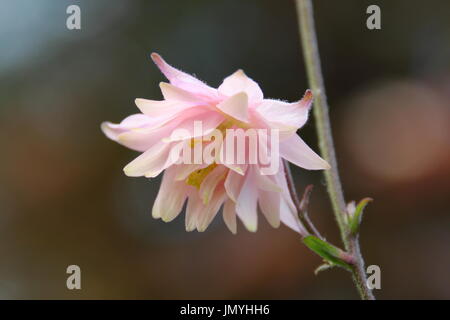 Aquilegia vulgaris, un auto semina perenne estate fiore, chiamato anche "columbine" o nonna cofano, fioritura in frontiera di un giardino inglese Foto Stock