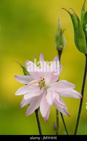 Aquilegia vulgaris, un auto semina perenne estate fiore, chiamato anche "columbine" o nonna cofano, fioritura in frontiera di un giardino inglese Foto Stock