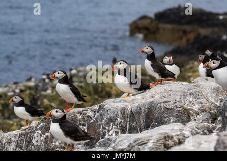 I puffini appollaiato sulla roccia, farne isole, REGNO UNITO Foto Stock