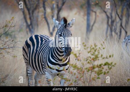 Affascinante zebre di pascolo la savana del Serengeti National Park in Tanzania. Foto Stock