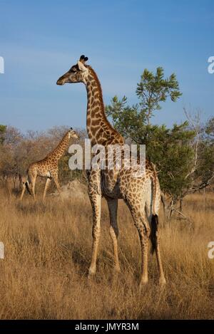 South African Safari Wildlife Foto Stock