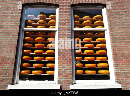 Formaggio giallo display posto su scaffalature di legno impilate dietro il vetro della finestra alta e un muro di mattoni all'interno del magazzino di Delft, Olanda. Foto Stock