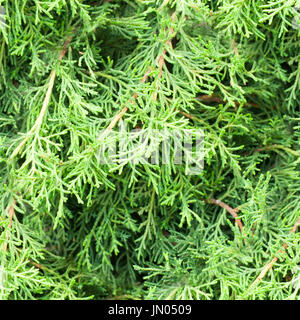 Molla senza giunture foglie verdi di texture di sfondo, Foto Stock