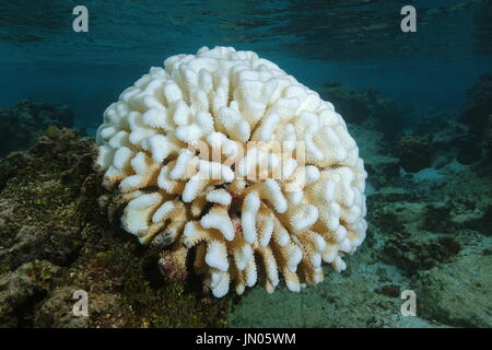 Coral sbianca, imbianchiti Pocillopora corallo in acque poco profonde a causa di El Nino, oceano pacifico del sud, Polinesia francese, Oceania Foto Stock