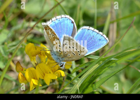 Adone maschio blue butterfly, Polyommatus Bellargus, una rara UK butterfly, su Lardon Chase vicino Streatley, nectaring sul rene veccia Foto Stock