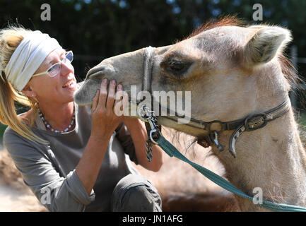 Ober-Ramstadt, Germania. 13 Luglio, 2017. Marion Boehm animali domestici il suo dromedario 'Divess' sul suo prato in Ober-Ramstadt, Germania, 13 luglio 2017. Il 52-anno-vecchi progetti sul treno dromedari al fine di utilizzarli per gite turistiche. Foto: Arne Dedert/dpa/Alamy Live News Foto Stock