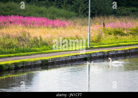 Un cigno con la sua cygnets sul Shropshire Union Canal a Chester con s display floreale in background di Rosebay Willowherb Foto Stock