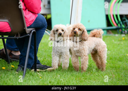 Doodles in pioggia alla fiera di paese di estate, Damerham, Fordingbridge, Hampshire, Inghilterra, Regno Unito, luglio 2017. Foto Stock