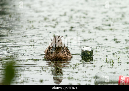 Melton Mowbray 29 Luglio 2017: nuvole, la fauna selvatica e un fotografo con giovani moor pulcini di gallina. Credito: Clifford Norton/Alamy Live News Foto Stock
