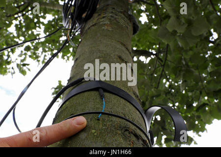 Würzburg, Germania. 28 Luglio, 2017. Un sensore di temperatura è fissato alla corteccia di un argento tiglio (Tilia tomentosa - tipo "Brabant") a Würzburg, Germania, 28 luglio 2017. In futuro ci saranno - tra gli altri - meno alberi di acero in Germania. Semplicemente non possono far fronte con il secco giorni molto caldi. Esperti, pertanto, cerca per clima resistent sostituire alberi - e per il loro calore segreto. Foto: Daniel Karmann/dpa/Alamy Live News Foto Stock