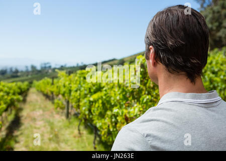 Riflessivo vignaiolo in piedi in vigna in una giornata di sole Foto Stock