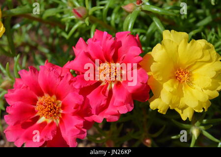 Portulaca grandiflora, noto anche come MOSS rosa in fiore Foto Stock