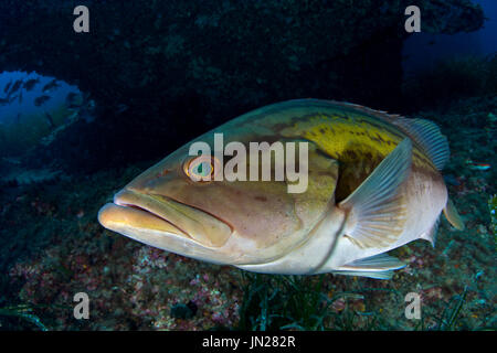 Un goldblotch raggruppatore (Epinephelus costae), in piena stagione riproduttiva, approcci senza paura di difendere il suo territorio in Formentera (Isole Baleari) Foto Stock