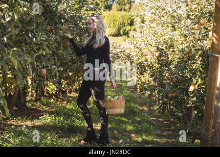 L'agricoltore femmina raccogliendo mele Foto Stock