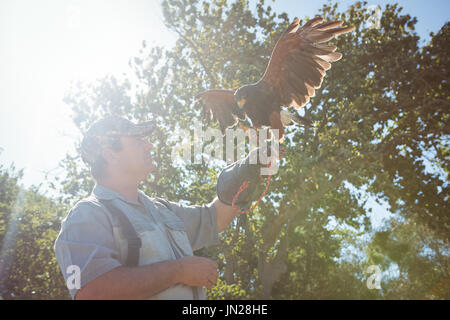 Basso angolo vista di falconer con golden eagle contro l'albero durante la giornata di sole Foto Stock