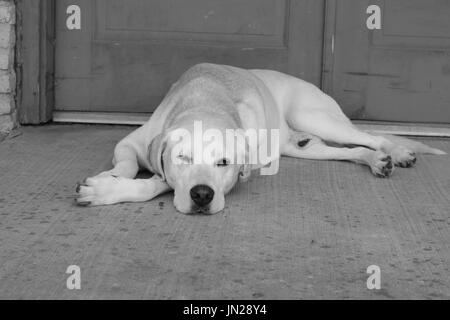 Assonnato labrador retriever Foto Stock