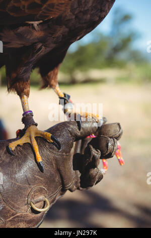 Immagine ritagliata della persona con eagle appollaiate su mano nella foresta Foto Stock