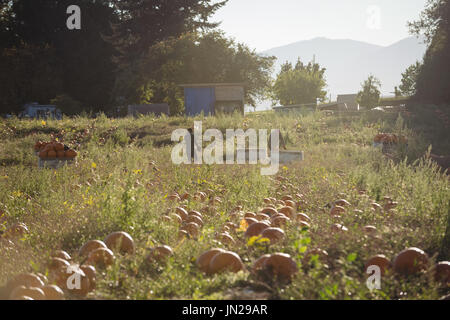 Gli agricoltori che lavorano in campo di zucca in una giornata di sole Foto Stock