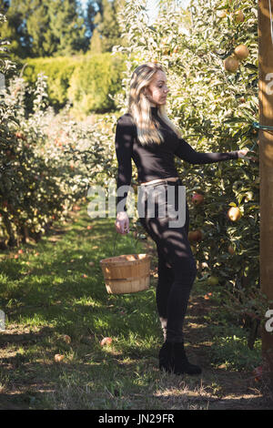 L'agricoltore femmina raccogliendo mele Foto Stock