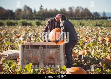 Gli agricoltori che lavorano in campo di zucca in una giornata di sole Foto Stock