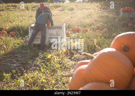 Gli agricoltori che lavorano in campo di zucca in una giornata di sole Foto Stock