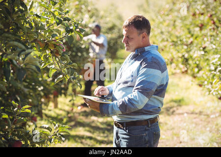 Contadino con tavoletta digitale in apple Orchard Foto Stock