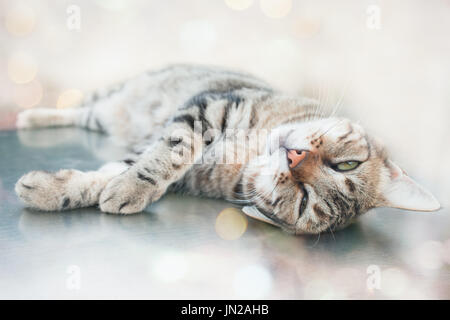 Gatto pigro posa sul pavimento sotto la luce diretta del sole. Foto Stock