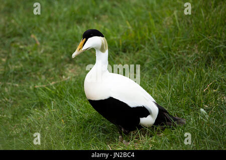 Eider comune (Somateria mollissima) - maschio - guardando i visitatori dell'isola di Vigur, la loro colonia nidificazione Foto Stock