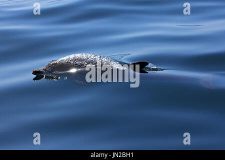 Delfino Atlantico Spotted (Stenella frontalis) che si affaccia accanto alla barca con un mare calmo e vetroso Foto Stock