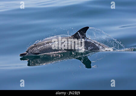 Delfino Atlantico Spotted (Stenella frontalis) che si affaccia accanto alla barca con un mare calmo e vetroso Foto Stock