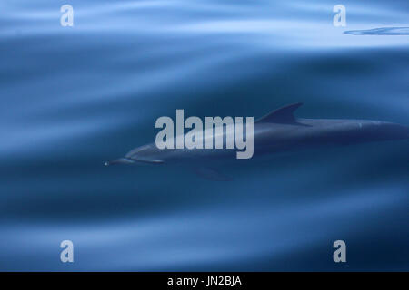 Delfino Atlantico Spotted (Stenella frontalis) che si affaccia accanto alla barca con un mare calmo e vetroso Foto Stock