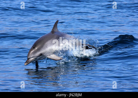 Un bambino macchiato atlantico (Delfino Stenella frontalis) jumping accanto alla barca Foto Stock