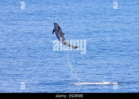 Striping (Delfino Stenella coeruleoalba) violazione dell'Oceano Indiano Foto Stock