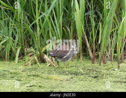I capretti moorhen alimentazione nel laghetto del paese Foto Stock