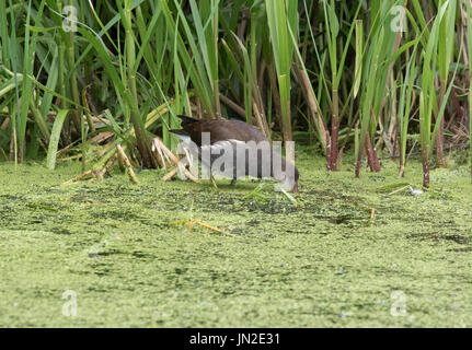 I capretti moorhen alimentazione nel laghetto del paese Foto Stock