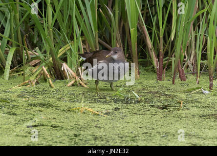 I capretti moorhen alimentazione nel laghetto del paese Foto Stock