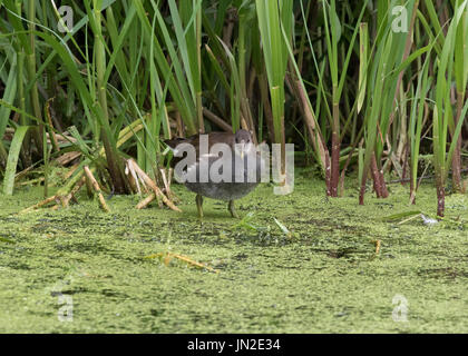 I capretti moorhen alimentazione nel laghetto del paese Foto Stock
