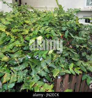 Verde Urbano bush Foto Stock