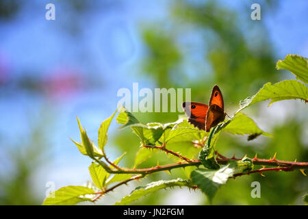 Gatekeeper farfalla posata su una pianta spinosa sotto il sole, DERBYSHIRE REGNO UNITO Foto Stock