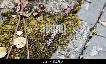 Segno di argento Paulina sull'ago in erba verde. Lettere Outdoor Concept. Foto Stock