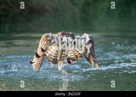 Falchi pescatori pesca in Horn Lane Pesca di Trote nel Rutland Foto Stock