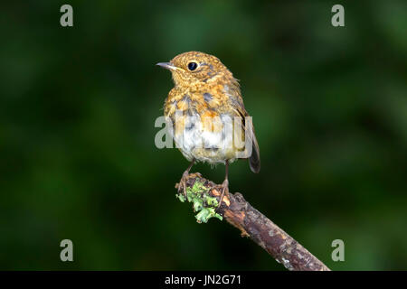 I capretti robin (Erithacus rubecula) appollaiato su un ramoscello, Dorset, Regno Unito Foto Stock